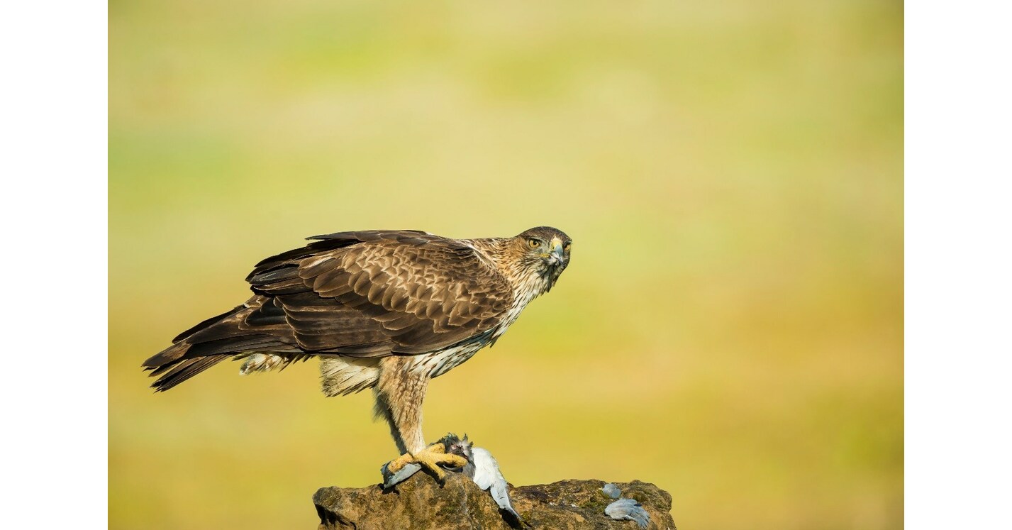 Партнеры Tech4Nature изучат влияние туризма на биоразнообразие в Испании