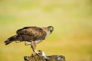 Parceiros da Tech4Nature anunciam projeto para estudar impacto do turismo sobre biodiversidade na Espanha