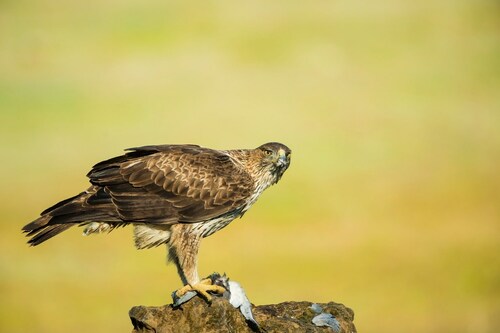 El águila de Bonelli