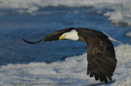 Every winter, majestic bald eagles make LeClaire their winter home, soaring through the skies high above the Mississippi River. Catch a glimpse of these magnificent birds of prey during the inaugural LeClaire Eagle Festival.