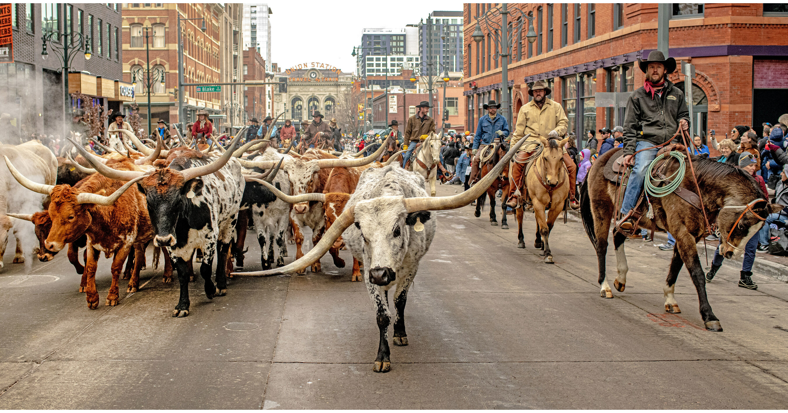 Broncos mascot Thunder named National Western Stock Show parade Grand  Marshal – The Denver Post