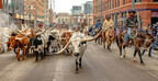 Cattle Line the Streets of Downtown Denver Marking the Return of First Post-COVID National Western Stock Show &amp; Rodeo Parade