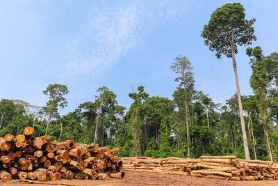 Photo of logging in the Brazilian Amazon. Photographer Tarcisio Schnaider. In recent years, forest conservation has been threatened by large socio-ecological changes in Brazil. A U.S.-Brazil study analyzed time series satellite images from 2000 to 2021, revealing the vital role of Indigenous territories and protected areas in forest conservation in the Brazilian Amazon.