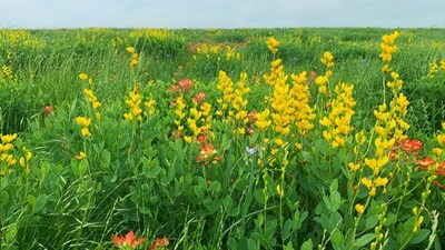 The Ørsted-TNC conservation effort at The Smiley-Woodfin Native Prairie Grassland is the largest preservation effort on record for this type of native prairie.