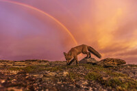 Jean-Simon Bégin After the Rain - A red fox creeps down a rocky slope after a rain storm on the eastern coast of Newfoundland. This image is the winner in the "Wildlife in Action" category of Canadian Geographic's 2022 Canadian Photos of the Year competition. Photo © Jean-Simon Bégin. (CNW Group/Royal Canadian Geographical Society)
