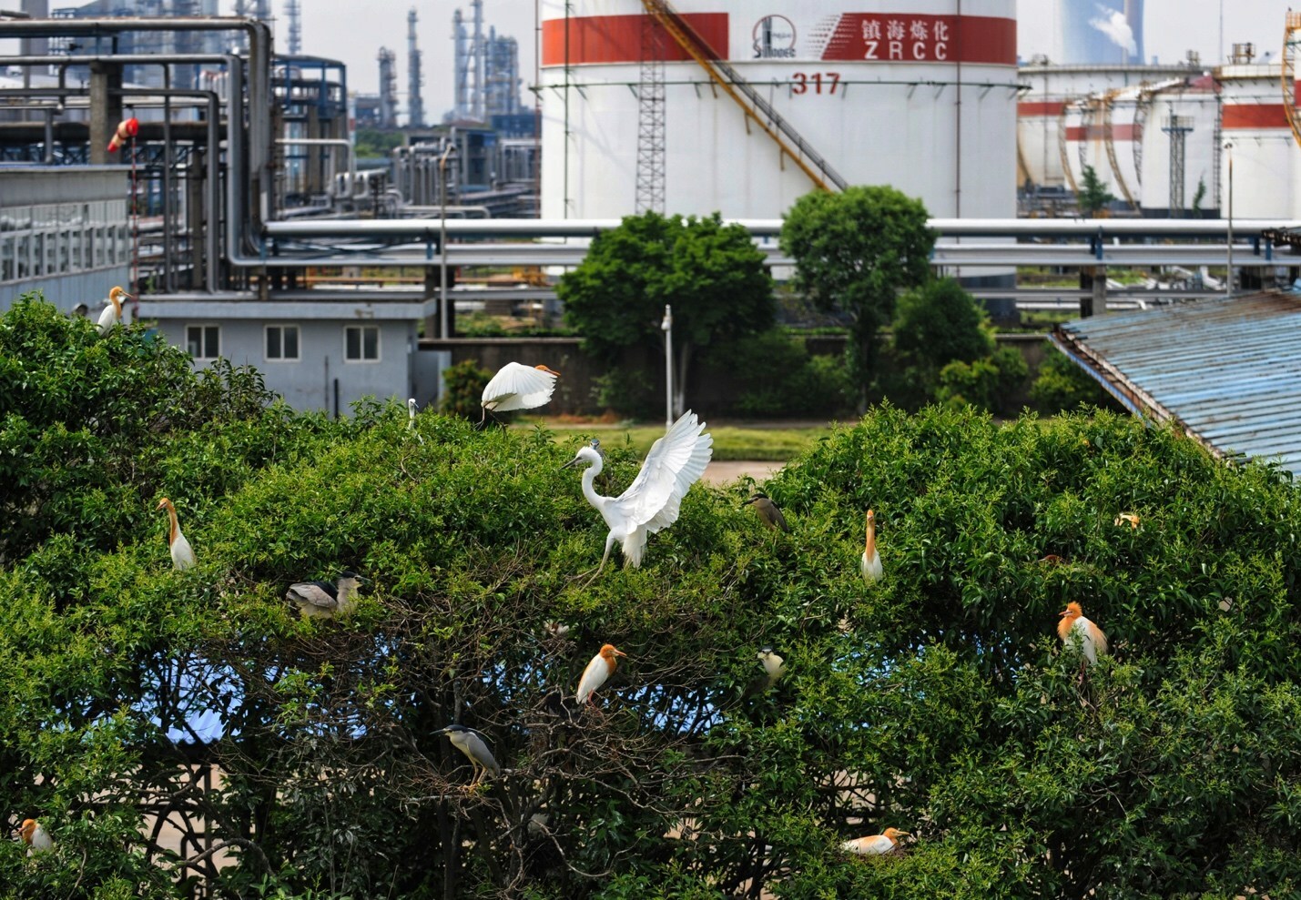 Sinopec Publica o "The Sinopec Green and Low-carbon Development White Paper 2022" (O relatório Sinopec Green e o Desenvolvimento de Baixo Carbono 2022)