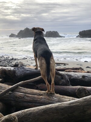 50% Off Grand Opening Special Through February 11th at the Velvet Hound Groomery