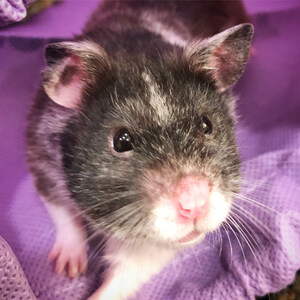 Hungry Hamster Fills Cheeks with Potentially Deadly Antidepressant