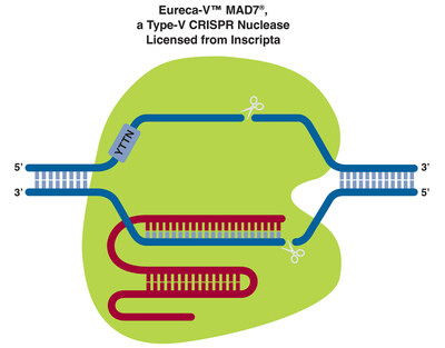 Aldevron illustration of Eureca-V™ MAD7®, a Type-V CRISPR Nuclease Licensed from Inscripta.