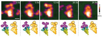 High-speed atomic force microscopy visualization of a spike-neutralizing antibody reacting with a spike protein.? © 2023 Lim, et al.