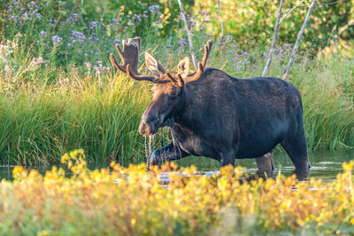 Moose walking through a wetland - Credit: Ducks Unlimited Canada (CNW Group/DUCKS UNLIMITED CANADA)