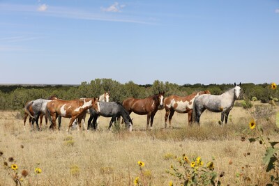 Herd of Rescued Colorado Mustangs roaming freely at The Refuge.