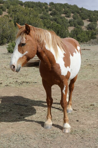 Rescued Mustang living freely at The Refuge.