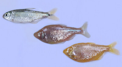 Morphological differences between surface fish (top left) with cavefish from the Tinaja and Pachón caves in central Mexico (middle, bottom right).