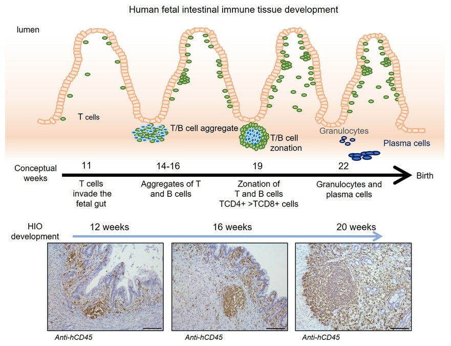 A New First: Creating Organoids with Immune Systems - Vimarsana News