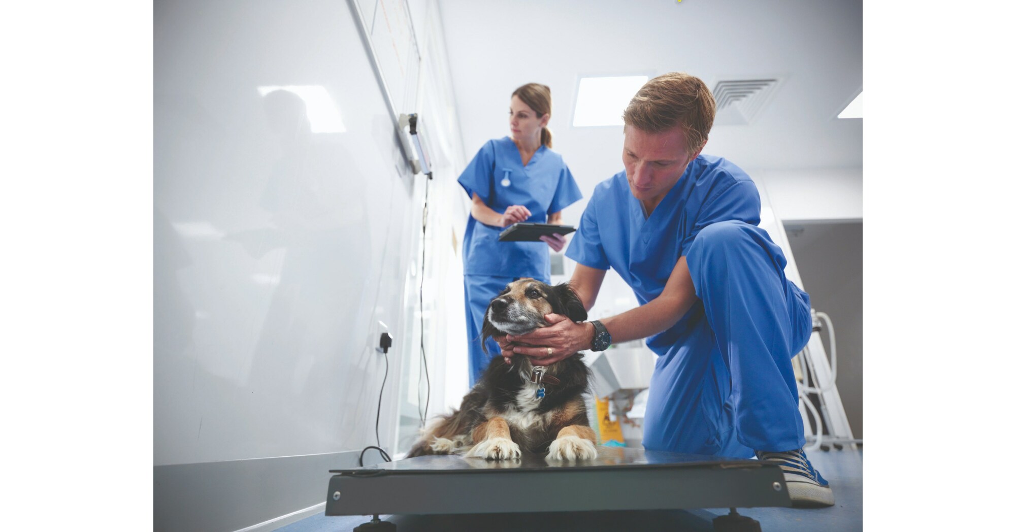 оперативная хирургия ветеринария