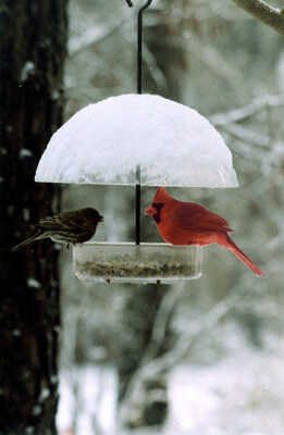 Cole's Wild Bird Product, Co. Bountiful Bowl Feeder