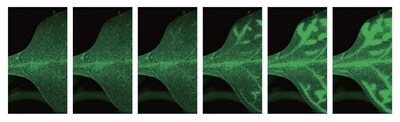 Images of Ca2+ transmission (GCaMP) within Arabidopsis thaliana provided by Professor Masatsugu Toyota, Graduate School of Science and Engineering, Saitama University. Time-lapsed photography of fluorescent dyed transmitter spreading in leaf veins.