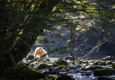 The Great Bear Rainforest and Haida Gwaii contain one of the world's largest remaining coastal temperate rainforest ecosystems, which has sustained human societies, Spirit bears, wild salmon, and large cedar trees for thousands of years. (Photo: Andrew S Wright) (CNW Group/Coast Funds)