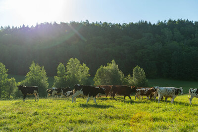 Vermont cows grazing on green pastures.