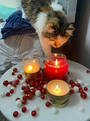 Dorothea, a curious cat from Minnesota, investigates one of the many romantic items pet lovers may have around their house this Valentine's Day.