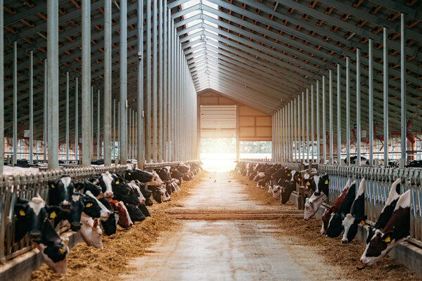 Dairy cows feed in a bar during sunrise