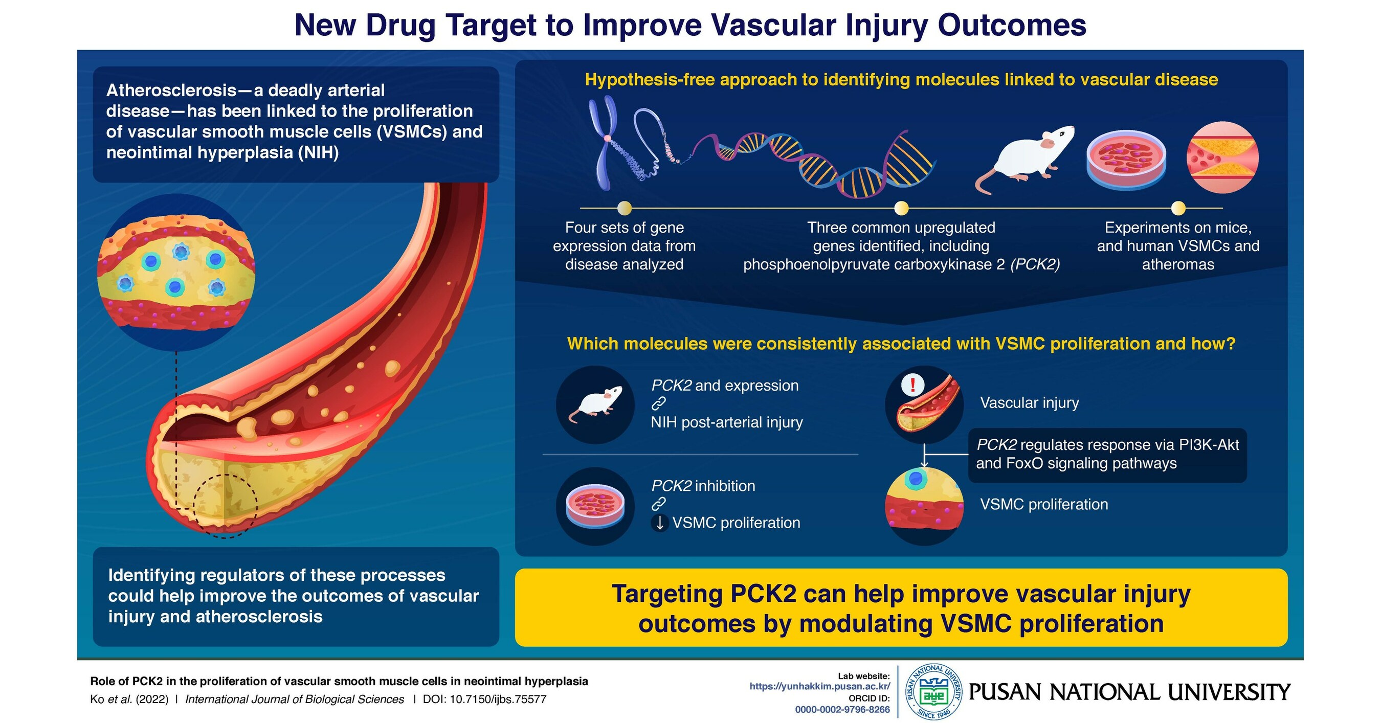 Atherosclerosis, Vascular Injury, and the Hunt for Drug Targets: Pusan ...