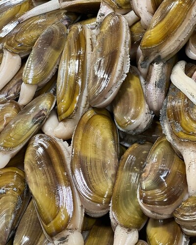 Razor Clams, Photo Credit: Quinault Pride Seafood