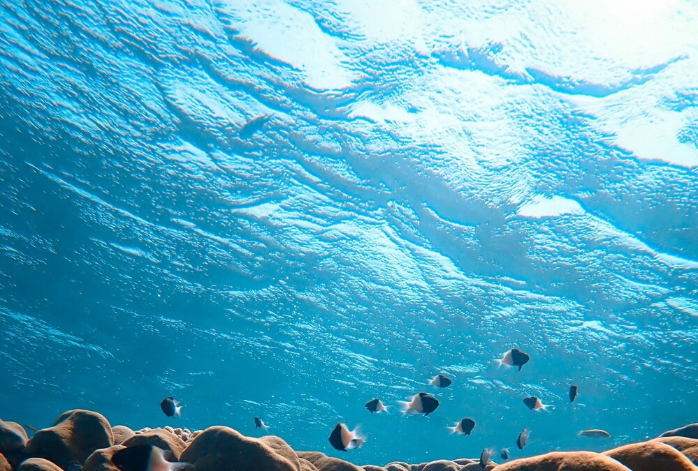 CakeBoxx Expands Modular Platform Solutions into New Markets with Groundbreaking Regenerative Aquaculture Platforms that Deliver Sustainable, Optimized Food Supply Chains - Vimarsana News