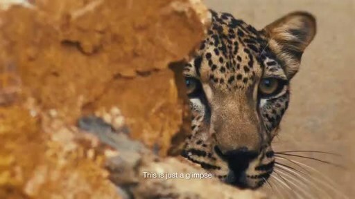Royal Commission for AlUla, Saudi Arabia: ARABIAN LEOPARD DAY LIGHTS UP THE UK &amp; US TO BUILD SUPPORT FOR SAVING A CRITICALLY ENDANGERED SPECIES