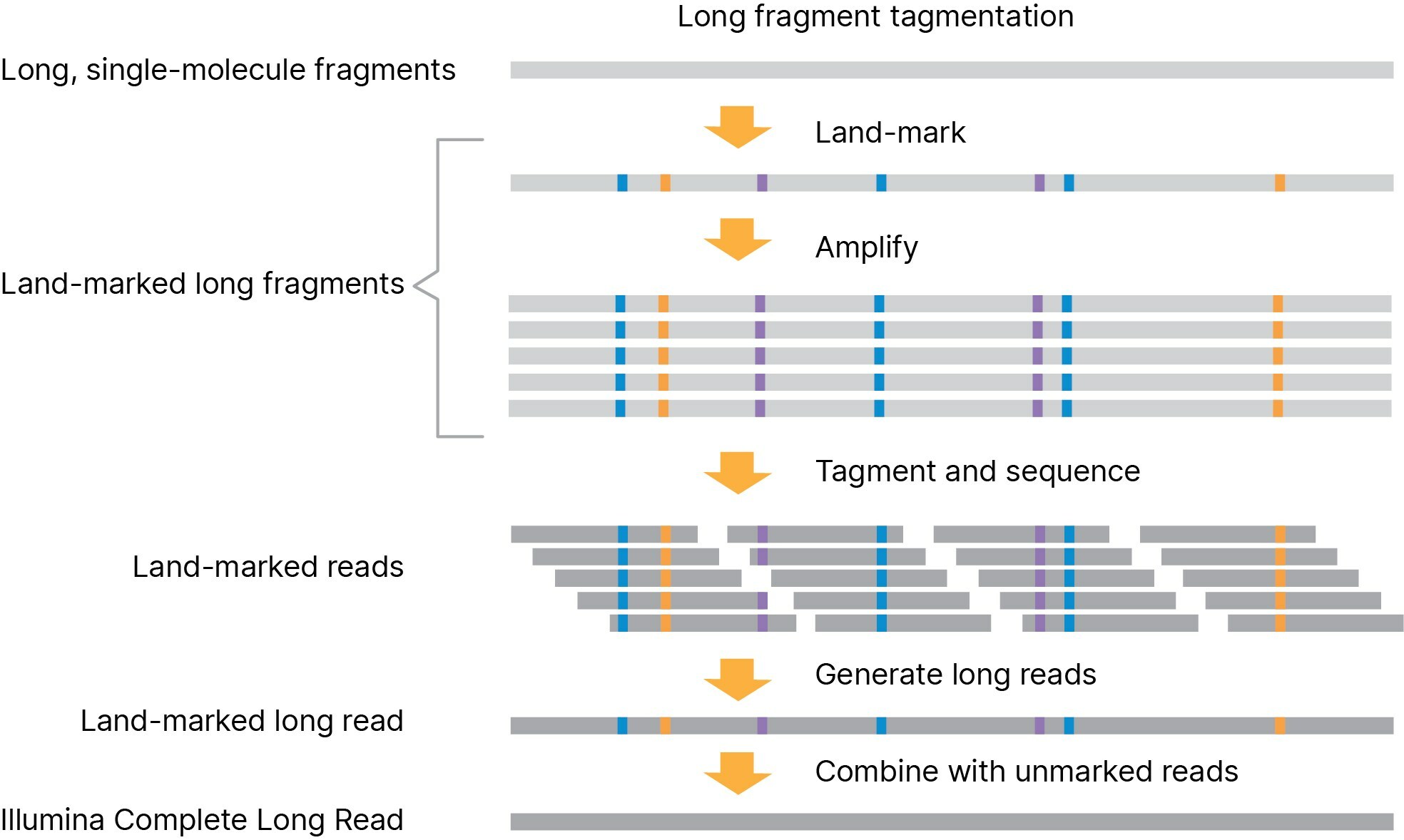 Illumina Complete Long Reads, how it works: 1. DNA is tagmented into large fragments, eliminating need for shearing or size selection. 2. Long fragments are land-marked at the single-molecule scale to capture and preserve long-read information within the fragment. 3. Land-marked fragments are tagmented again and sequenced. 4. During analysis, long reads are generated, and the data combined with a standard, unmarked whole-genome library to produce highly accurate, Illumina Complete Long Reads.