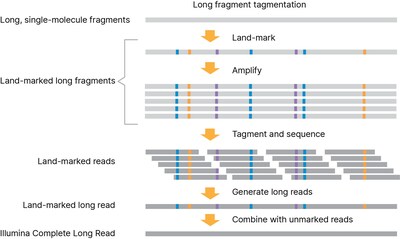 Complete Long Reads de Illumina, cómo funciona: 1. El ADN se etiqueta en grandes fragmentos, eliminando la necesidad de corte o selección de tamaño. 2. Los fragmentos largos se marcan a escala de molécula única para capturar y preservar la información de lectura larga dentro del fragmento. 3. Los fragmentos marcados se etiquetan nuevamente y se secuencian. 4. Durante el análisis, se generan lecturas largas y los datos se combinan con una biblioteca estándar de genoma entero sin marcar para producir Complete Long Reads de Illumina de alta precisión.
