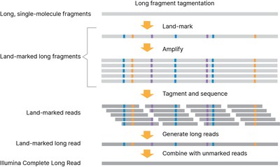 Illumina Complete Long Reads, como funciona: 1. O DNA é marcado em grandes fragmentos, eliminando a necessidade de corte ou seleção de tamanho. 2. Fragmentos longos são marcados na escala de molécula única para capturar e preservar informações de leitura longa dentro do fragmento. 3. Os fragmentos marcados são marcados novamente e sequenciados. 4. Durante a análise, leituras longas são geradas e os dados combinados com uma biblioteca de genoma completo padrão e não marcada para produzir Illumina Complete Long Reads (leituras longas completas Illumina altamente precisas).