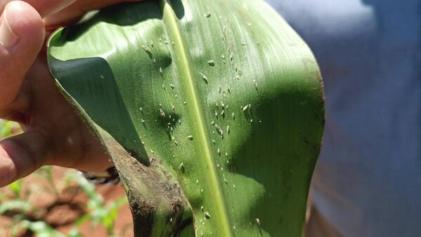 Unable to view the image, Please provide a valid URL.