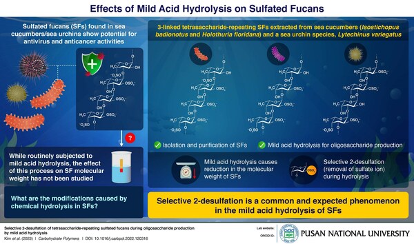 Sulfated fucans (SFs) are fucose-rich, sulfated polysaccharides found in marine invertebrates like sea cucumber that find use in traditional medicine in South-East Asia region. In this study, researchers explore the potential of SFs as an antiviral agent by noting the changes they undergo during chemical hydrolysis.