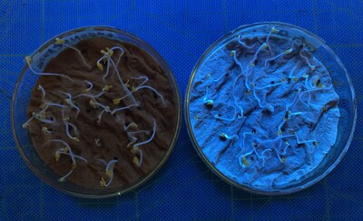 Japanese Musterd Green grown with Commercial Fertilizer (left) and Quantum Dot type Nano Fertilizer (right) on Experimental Petri Dish.