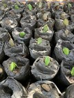 KLIMAT X DEVELOPMENTS INC. PROVIDES UPDATE ON PROGRESS WITH PLANTING AT THE SIERRA LEONE MANGROVE PROJECT
