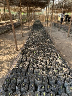 Sierra Leone, Seedlings (CNW Group/KLIMAT X Developments Inc.)