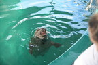 Vancouver Aquarium Welcomes Newest Residents, Rescued Harbour Seals