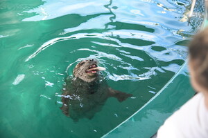 Vancouver Aquarium Welcomes Newest Residents, Rescued Harbour Seals