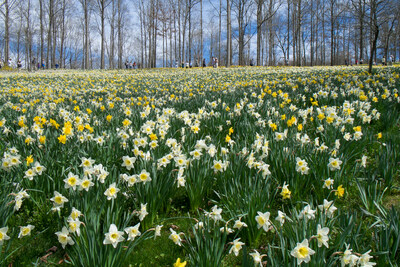 Visitors stroll pathways through the daffodil fields.