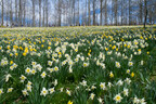 Gibbs Gardens Named One Of "The World's 10 Best Places To See Daffodils"