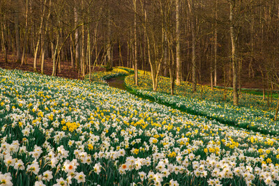 20 Million+ daffodils bloom every spring on the hills of the Daffodil Garden.