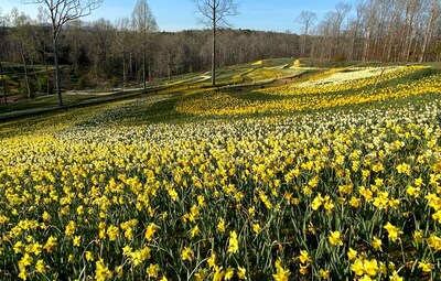 As far as the eye can see, waves of daffodils sprawl across the Gibbs Gardens hillsides and fields.