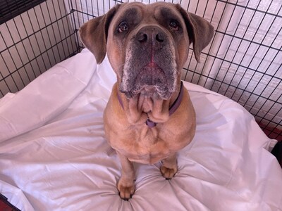 Cher, a six-year-old Cane Corso Mastiff and current resident of Stroudsburg's Camp Papillon animal shelter, snuggles up with some fresh sheets donated by Mount Airy Casino Resort.