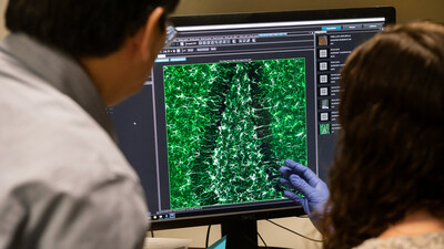 Scientists at Gladstone Institutes demonstrated in mice that the ApoE4 protein produced by neurons plays a much bigger disease-driving role in Alzheimer’s than previously thought. Left: Yadong Huang; right: Nicole Koutsodendris. Photo: Michael Short/Gladstone Institutes