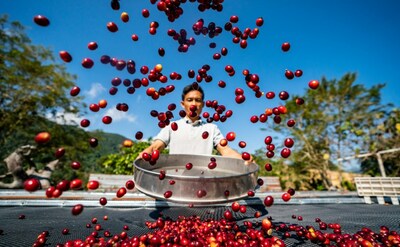 La foto muestra a un productor de café secando frutos de café en la ciudad de Pu'er, provincia de Yunnan, al sudoeste de China. (PRNewsfoto/Xinhua Silk Road)