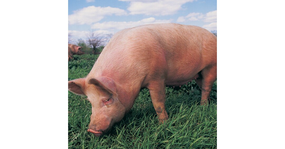 The Future of Sustainable Pork The Future of Sustainable Pork