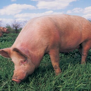 The Future of Sustainable Pork