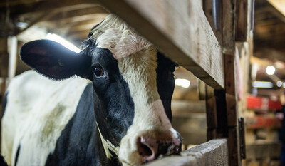 Cow at a Quebec auction. Credit: Julie LP / We Animals Media (CNW Group/World Animal Protection)